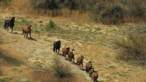 Aerial herd Wild horses Freedom Rangeland plains California USA