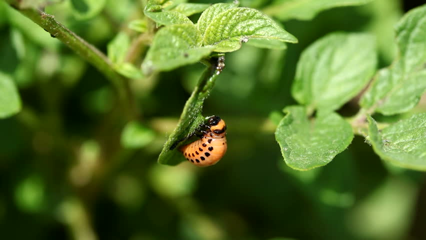 Potato Bug Larva Eating A Stock Footage Video 100 Royalty Free Shutterstock Potato Bug Larva Eating A Stock Footage Video 100 Royalty Free Shutterstock