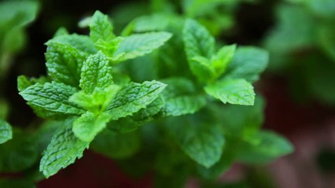 Moving over peppermint plants in a garden
