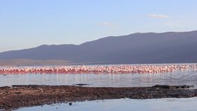 Flamingoes: Lesser and Greater Flamingo at Lake Bogoria, Kenya