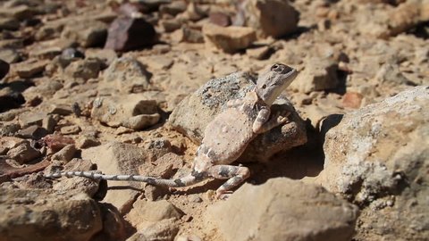 Desert Agama lizard
Close shot Agama lizard on a rock
