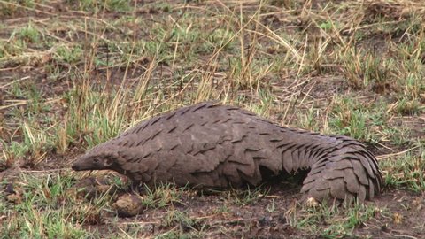 close up of a pangolin showing his claws