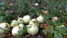 Autumn apples on grass under apple tree in derelict farm garden - Powered by Shutterstock - Get 15% off with code: PIKWIZARD15