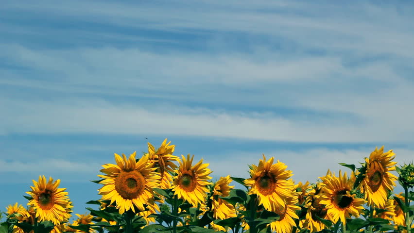Sunflower Field Against Blue Sky Stock Footage Video 100 Royalty