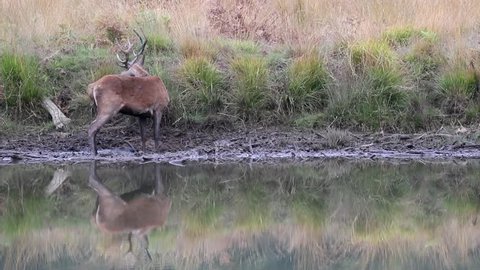 Red Deer by Watering Hole. Getting Antlers Dirty in Mud.