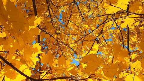 Maple yellow leaf swinging on a branch on a background of the autumn sunny blue sky