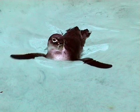 Close-up of a swimming penguin Stock Video