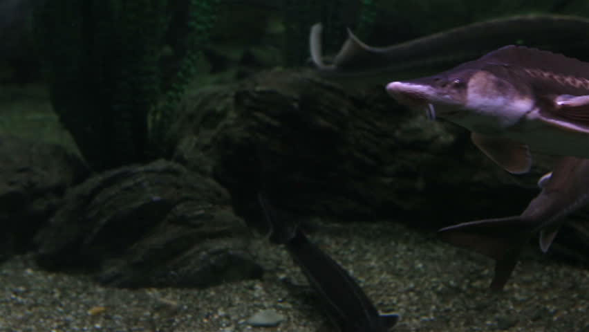 Acipenser is genus of sturgeons. Beautifully decorated Marine Aquarium.