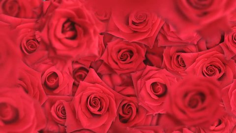 Rose Background Stock Video