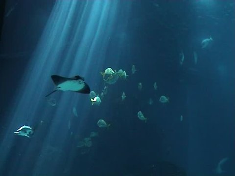 Large shoal of Fish in blue sea