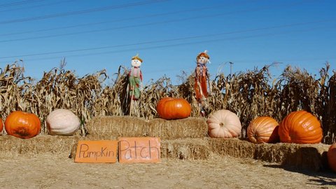 Toddler boy and his mother walking through pumpkin patch Stock Video