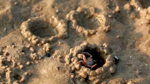 Looping cinemagraph timelapse photo of a sand bubbler crab building an iglu-like cover of sand during low tide in Thailand.