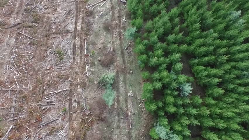 Flyover aerial shot of forest and deforestation over the mountain with trees chopped down, New South Wales, Australia Royalty-Free Stock Footage #12483638