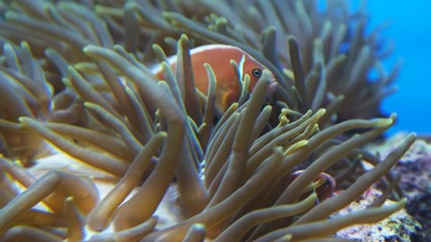 pink clownfish swim among the tentacles of an anemone