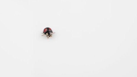 ladybug, black with red spots, take off