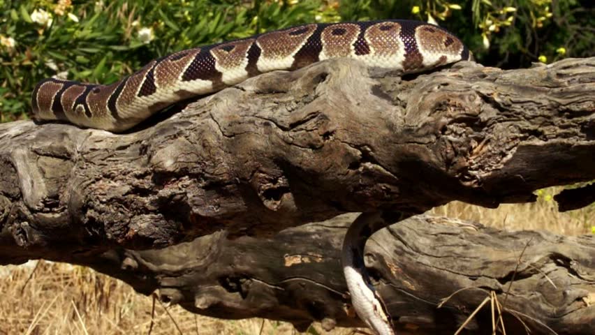 ball python hunting Stock Footage Video (100% Royalty-free) 1248988 ...