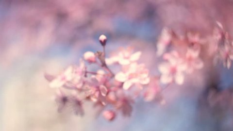 Fabulous panoramic scene across blooming pink Japanese Sakura branch on the wind moving from focus to defocus in sunset. Shallow dof. Scenic nature view of cherry tree in sunny day. Slow motion.
