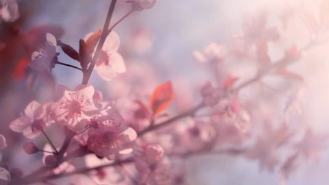 Pan across blooming pink Japanese Sakura branch with halo soft blur effect moving from focus to defocus. Shallow dof. Super scene of cherry tree in pastel colors. Slow motion hd footage. 1920x1080
