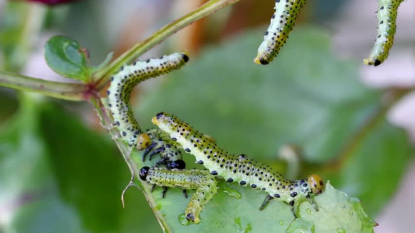 Rose Sawfly Eating Leaf Close Stock Footage Video 100 Royalty Free 12496223 Shutterstock