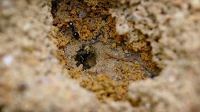 Extreme closeup of a colony of black ants emerging from a hole in the soil. carrying cargoes of dirt and debris from an ongoing tunnel project. Video FullHD