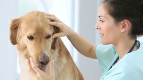 Veterinarian checking dog's ears and eyes