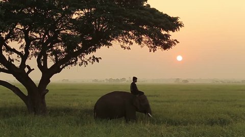 Mahout and the elephant in the middle of the field in the morning.