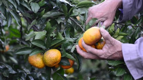 Farmers pick oranges in the orchard. స్టాక్ వీడియో