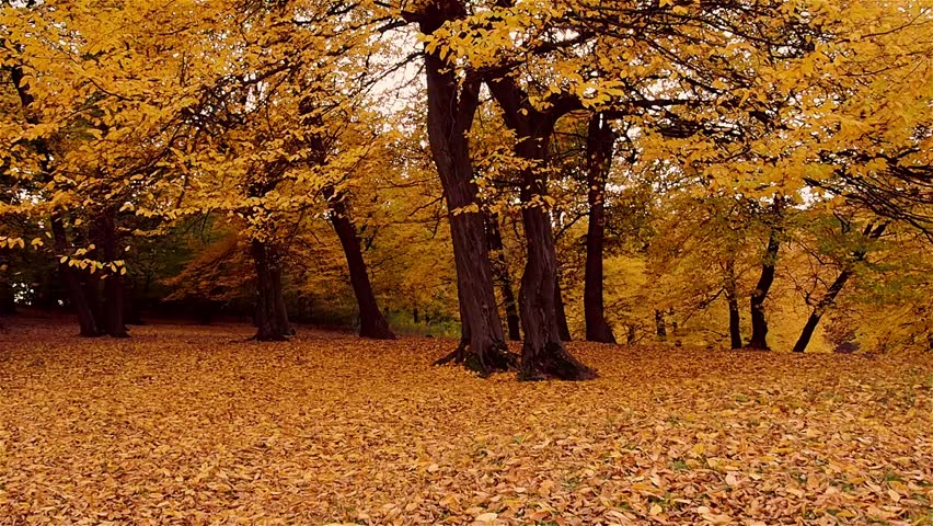 Autumn Tree Falling Leaves Stock Footage Video (100% Royalty-free