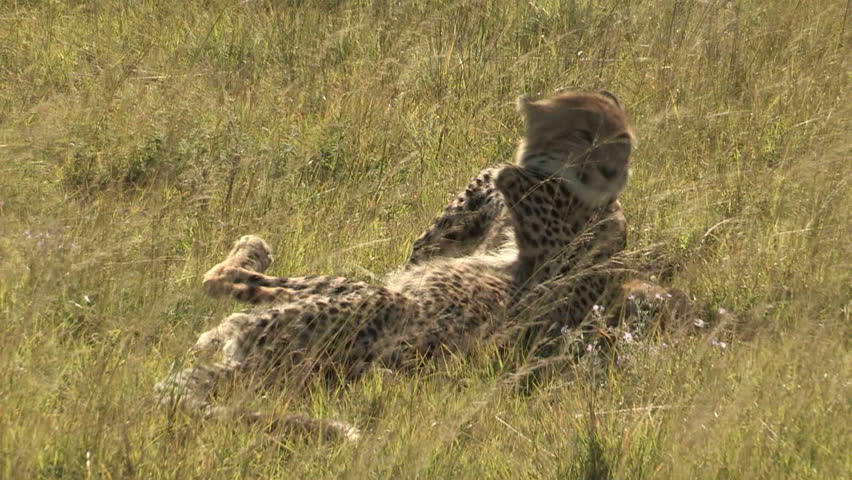 Two cheetahs playfighting