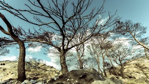 4K 30p Burned pine trees on top of rocky mountain knoll,barren ground,timelapse.Barren rocky ground and fast moving dark clouds.Concept of environmental pollution,catastrophe, and post apocalypse.