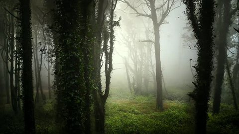 Cinemagraph Loop - Leaves move through green forest covered in a light fog - motion photo