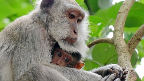 close up of wild rhesus monkey macaque holding its cub sitting on a branch at rain forest ubud bali indonesia