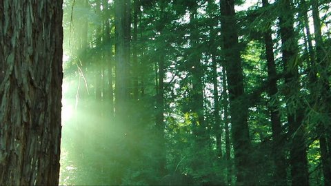 Redwoods Forest Sunlight 