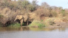 Herd African Elephants come to river to drink