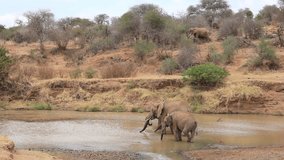 Herd African Elephants come to river to drink