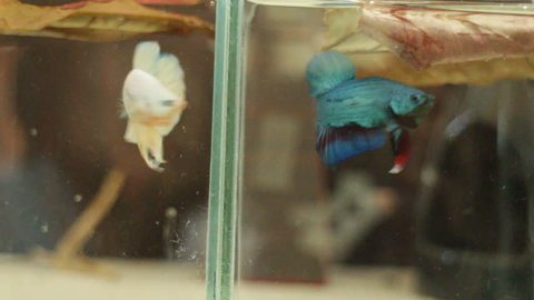 Little Siamese fighting fish exercise in the tank, stock video