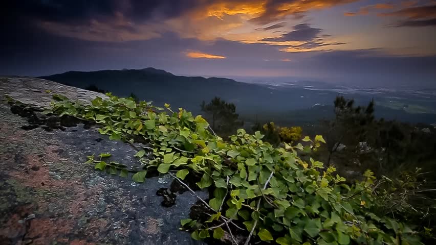 Cinemagraph Loop - Plant growing on rock under purple sky - motion photo