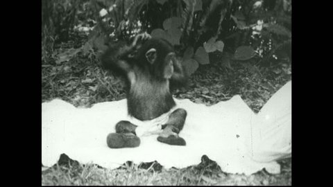 UNITED STATES 1930s – Baby chimpanzee is tickled with feather by human.