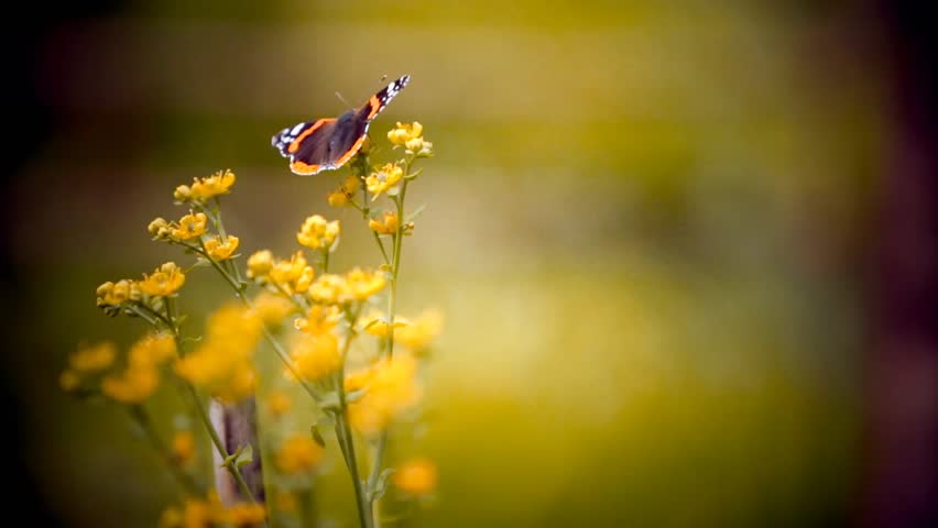 cinemagraph loop - butterfly open wings Stock Footage Video (100% ...