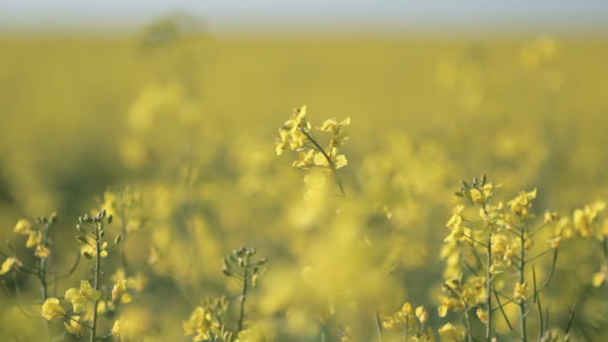 Close up tracking shot of oilseed rape growing in field in England