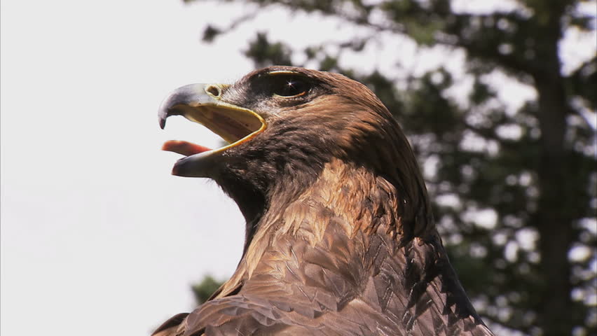 Close up of Golden Eagle
