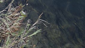 Grass visible through the water in the river