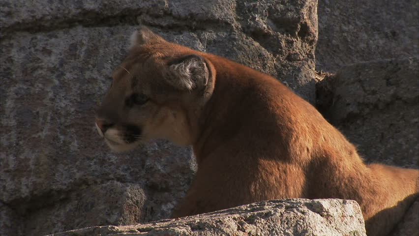 Young Cougar among the rocks
