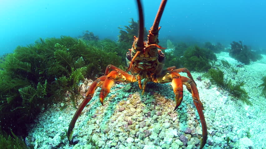 packhorse-crayfish-footage-videos-and-clips-in-hd-and-4k-avopix