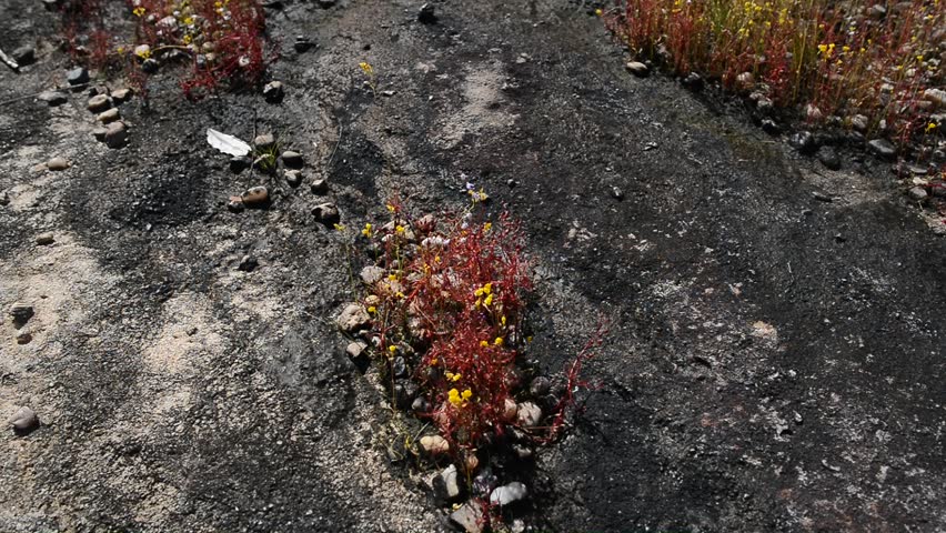 Flower Yellow Field in  Thailand