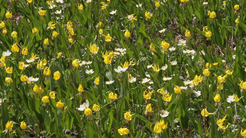 Medium close shot of beautiful spring Glacier Lilies in an alpine meadow in the