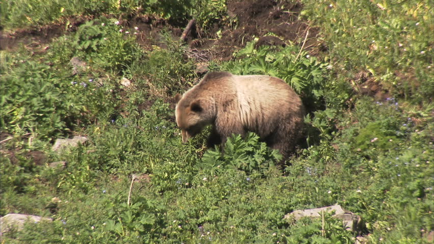 Grizzly Bear foraging for food