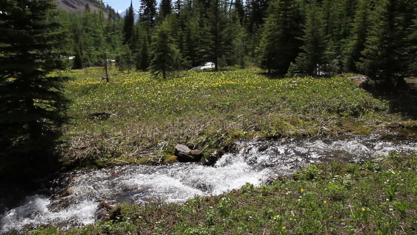 Mountain stream and beautiful spring Glacier Lilies in an alpine meadow in the