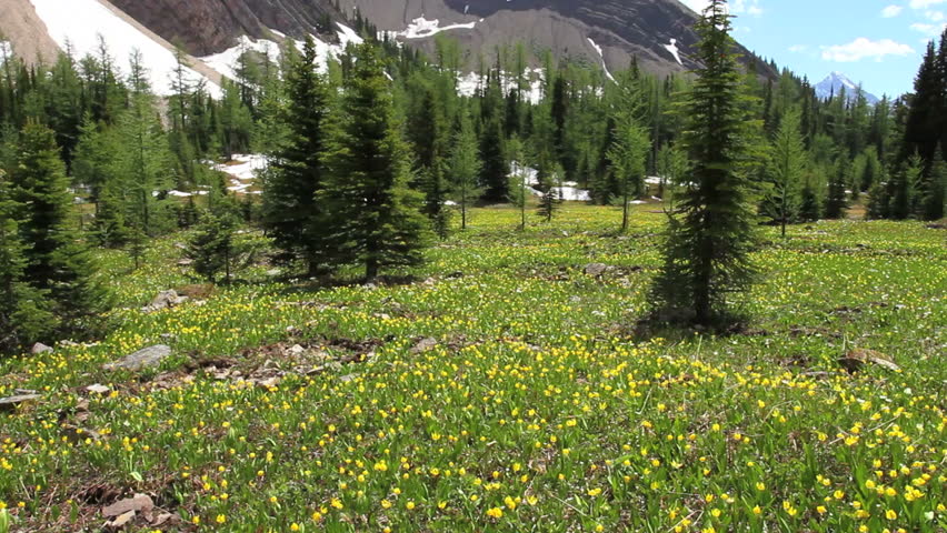 Pan shot shot of beautiful spring Glacier Lilies in an alpine meadow in the
