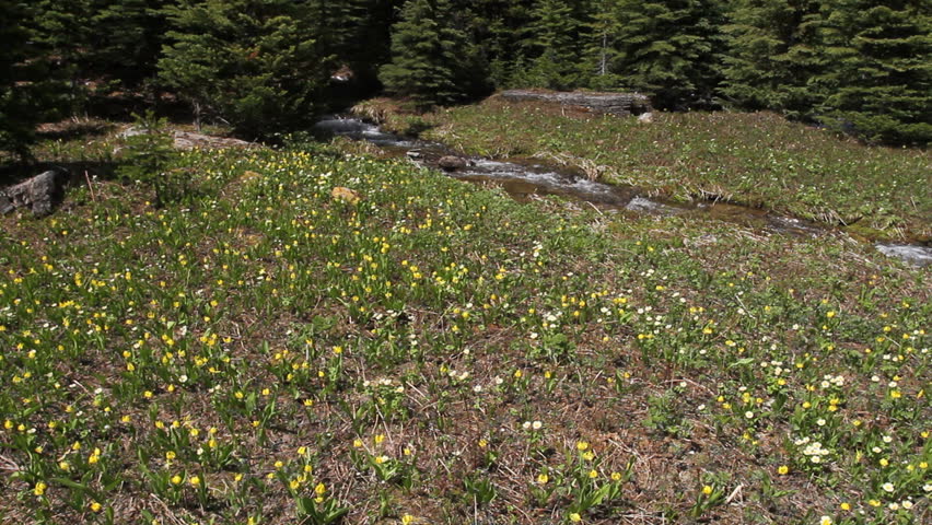 Beautiful spring Glacier Lilies in an alpine meadow in the Canadian Rockies